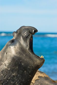 Elephant seal in the coast of Patagonia, Argnentina.