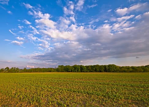 agriculture farm landscape with clouds in the afternoon
