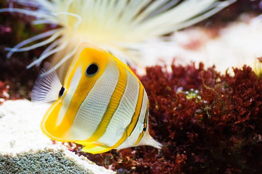 Copperband Butterflyfish or Beak Coralfish with sea anemone