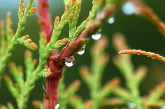 Green plant and evening dew drops with shallow depth of field