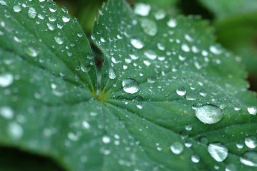 Green leaf and evening dew drops with shallow depth of field