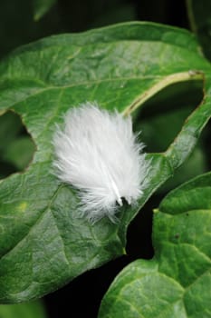 Soft white feather on green leaves