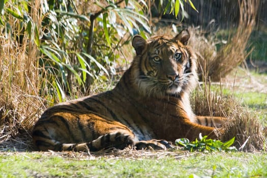 Female asian tiger laying down and resting in the sun