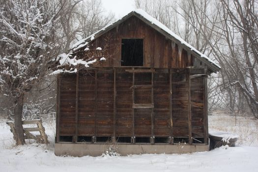 old, small barn in an abandoned farm in Colorado during snow storm with a riparian cottonwood forest in background