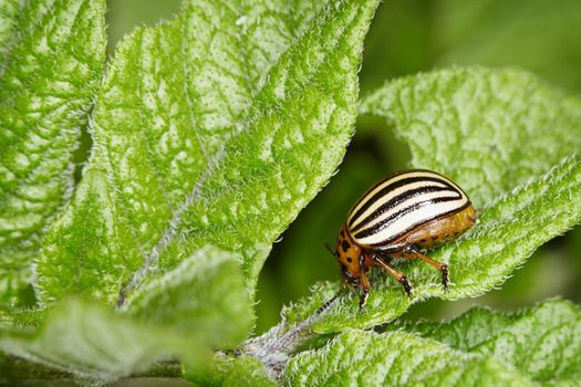 The Colorado bug eats potato greens close up