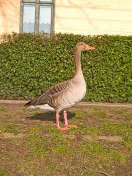 Lone goose standing in  urban area