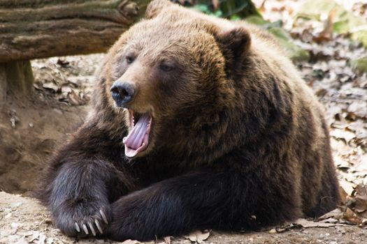 Brown bear relaxing in the sun and yawning