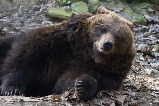 Brown bear relaxing in the sun and looking