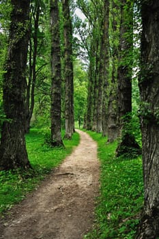 The road between trees in the park