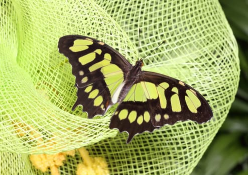 green and black butterfly on plastic net