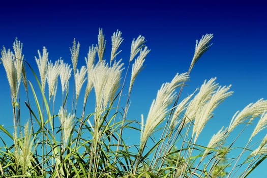 summer crops field against sunny blue sky without clouds.