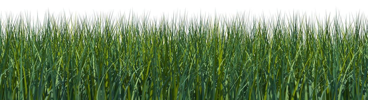 Wide front view on an isolated grass field