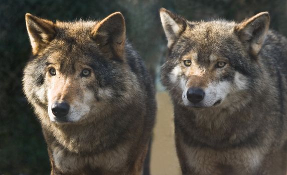 Two wolves standing together in the winter sun and looking to the same object