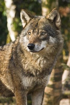 Grey wolf standing between birch trees in the winter sun