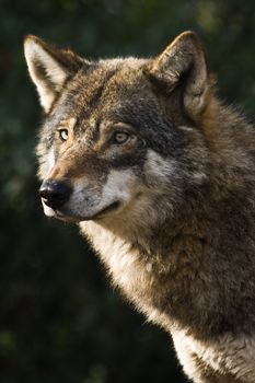  Alert grey wolf standing and staring in the sun on winter morning