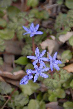 blue spring flowers over blur green leaves