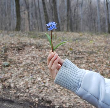 blue spring flowers over blur green leaves
