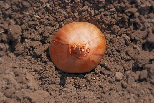 Close-up of an sown onion on the ground.