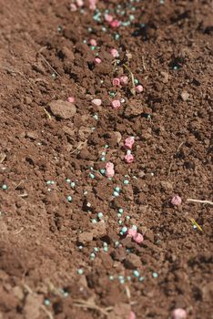 Close-up of a pea seed and fertilizer on the ground. 