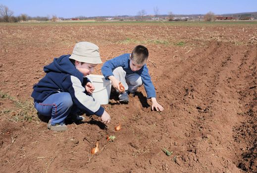 Two cute boys playing and sowing onion. 