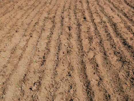 Pea seed and fertilizer on the ground. 