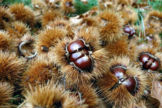 autumn group of wild chestnuts with curls