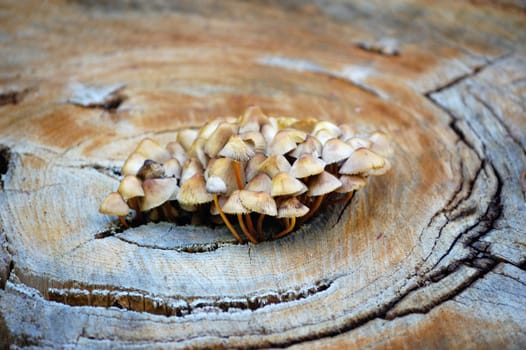 bunch of mushrooms growing in the wood