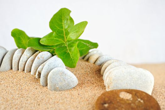 Green leaf among the stones on the sea sand