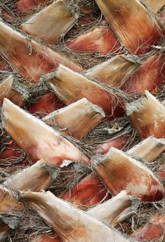 Trunk of a palm tree close-up