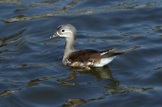 Detail of the puppy of mandarin duck