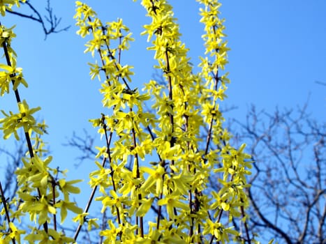 Detail of yellow flowers of a Forsythia tree