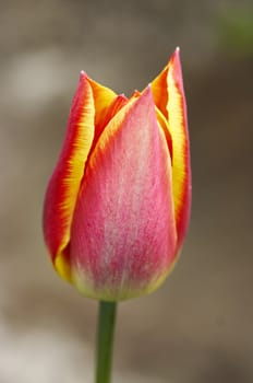 Close-up (macro) of the bloom - tulip