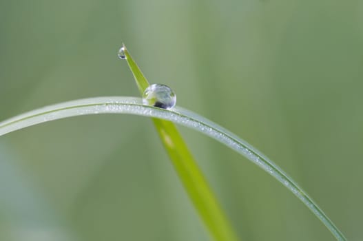 Closeup of the blade of grass with dew