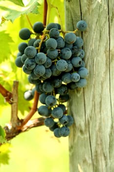 A bunch of grapes on the vine