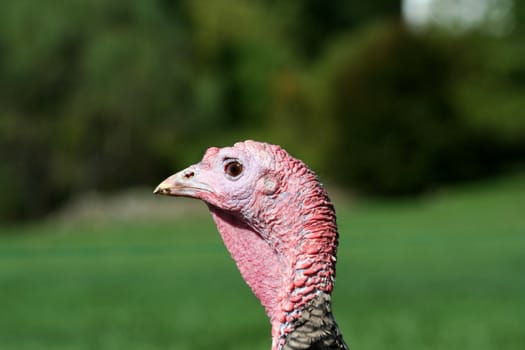 A close uup of a turkey head