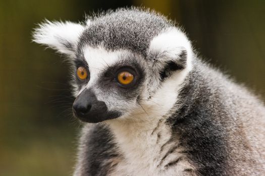 Portrait of Ring-tailed lemur sitting and staring