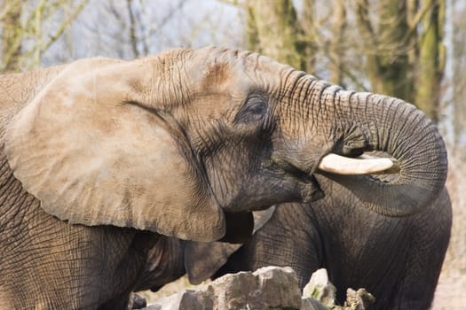 Female African elephant standing in winter sun and drinking water