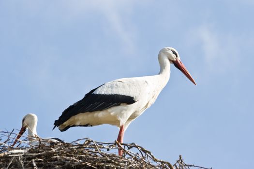 European white storks building their nest in spring