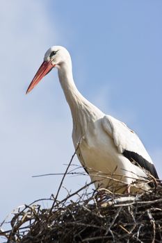 European white stork standing on nest in spring