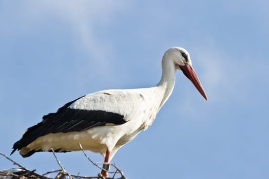 European white stork standing on nest in springtime