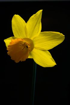 Single yellow daffodil with stem on black background