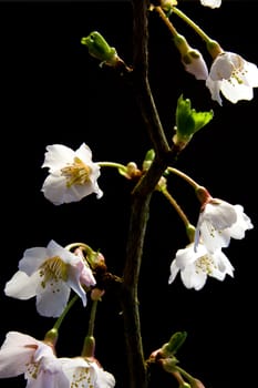 Pink blossoms on the branch with a black background