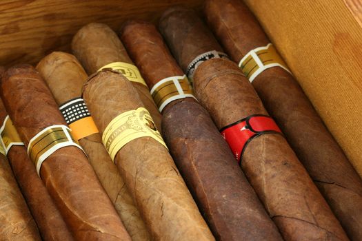 Cigars in a humidor close up