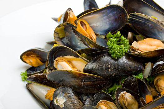 cooked open blue mussels on white background