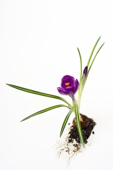 detail of purple crocus flowers