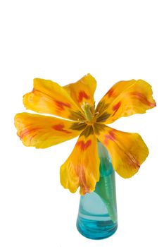 detail of a orange tulip isolated on white