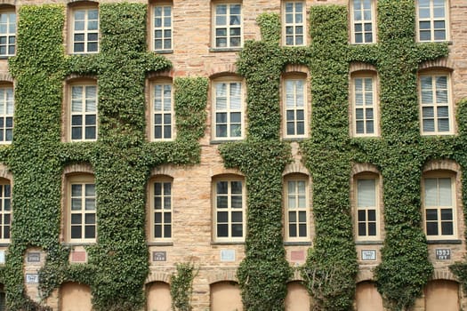 the ivy walls