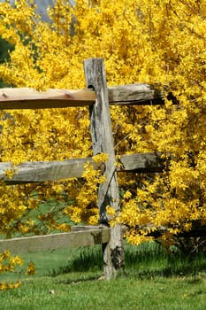 Yellow bushes along a wooden fence with grass