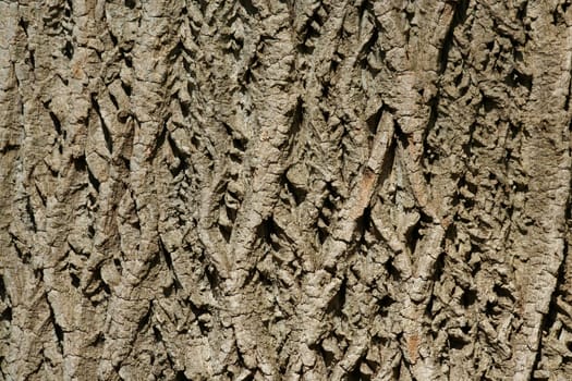 A tree bark background macro tecture
