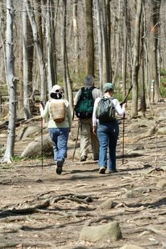 Three hikers walking through the woods